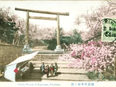 Cherry Blossom of Nogeyama