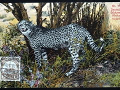 Geppard