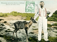 Kreuzung zwischen Zebra und Antilope