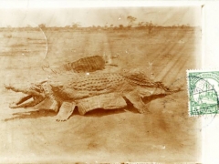 Krokodilhaut
