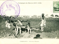 Casablanca Laboureur Marocain