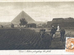 Cairo native ploughing the field