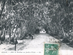 Alger Allee de Bambous au Jardin d'Essai