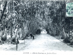 Alger Allee de Bambous au Jardin d'Essai