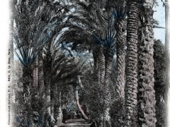 Algerie Etude de Plamiers Une Avenue au Camp d'Erlon