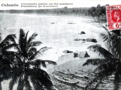 Colombo Cocoanuts palms on the seashore