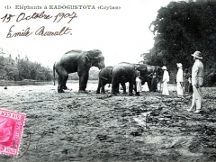 Elephants a Kadogustota