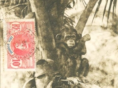 Grand Bassam Chimpanze
