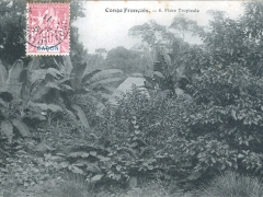 Congo Francais Flore Tropicale