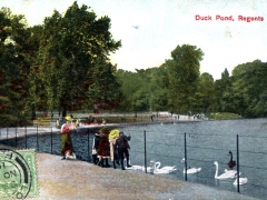 Duck Pont Regents Park