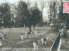 Oxford Magdalen College Deer Park