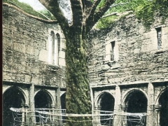 Yew Tree Muckross Abbey Killarney