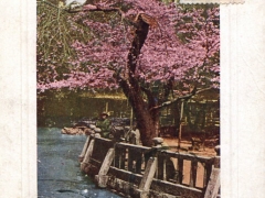 Cherry Blossoms at Shiba Park