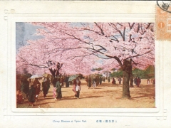 Cherry Blossoms at Uyeno Park