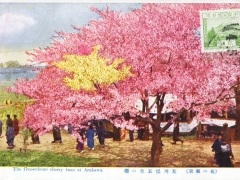 The five colours cherry trees at Arakawa