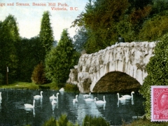 Victoria-Bridge-and-Swans-Beacon-Hill-Parl