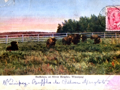 Winnipeg Buffaloes at Silver Heights