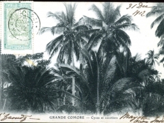 Grande-Comoro-Cycas-et-cocotiers