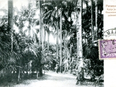 Surinam Kykje in den Gouvernementspalmentuin