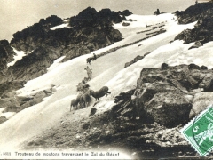 Troupeau de moutons fraversant le Col du Genf