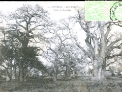 Foret-de-Baobabs