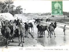 Chameaux dans l'Oued Bayech
