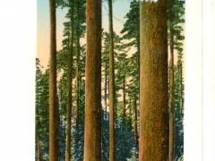 Larch-Trees-in-an-Oregon-Forest
