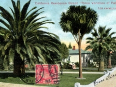 Los Angeles California Residence Street Three Varieties of Palms
