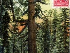 Mariposa Grove th Grizzly Giant