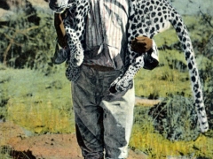 Erlegter Leopard