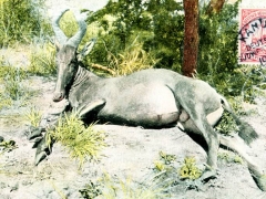 erlegte Hartebeest-Antilope