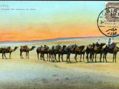 Caravane des chameaux au desert