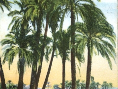 Village avec palmier pres du Caire