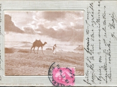 Wüste-Kamel