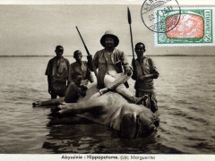 Hippopotame Lac Marguerite