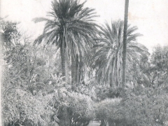 Alger Le Jardin d'Essai Palmiers