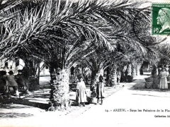 Arzew Sous les Palmiers de la Place