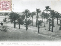 Groupe de Palmiers dans le Desert