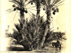Palmiers Regimes de Dattes