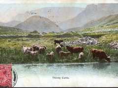 Thirsty Cattle