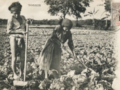 Tonkin Laboureurs brisant les mottes de terre