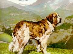 Bernhardinerhund