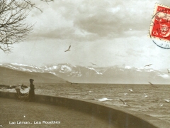 Lac Leman Les Mouettes