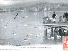 Les Mouettes au port de Montreux