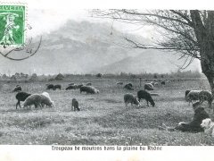 Troupeau de moutons dans la plaine du Rhone