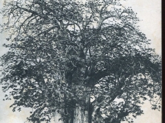 Rufisque Baobab