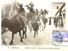 Saint-Louis-Caravane-de-Boeufs-Porteur