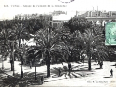 Tunis Groupe de Palmiers de la Residence