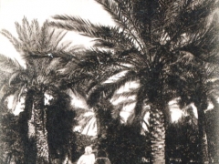 Tunis Sous les palmiers