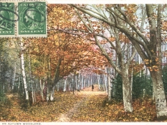 An Autumn Woodland